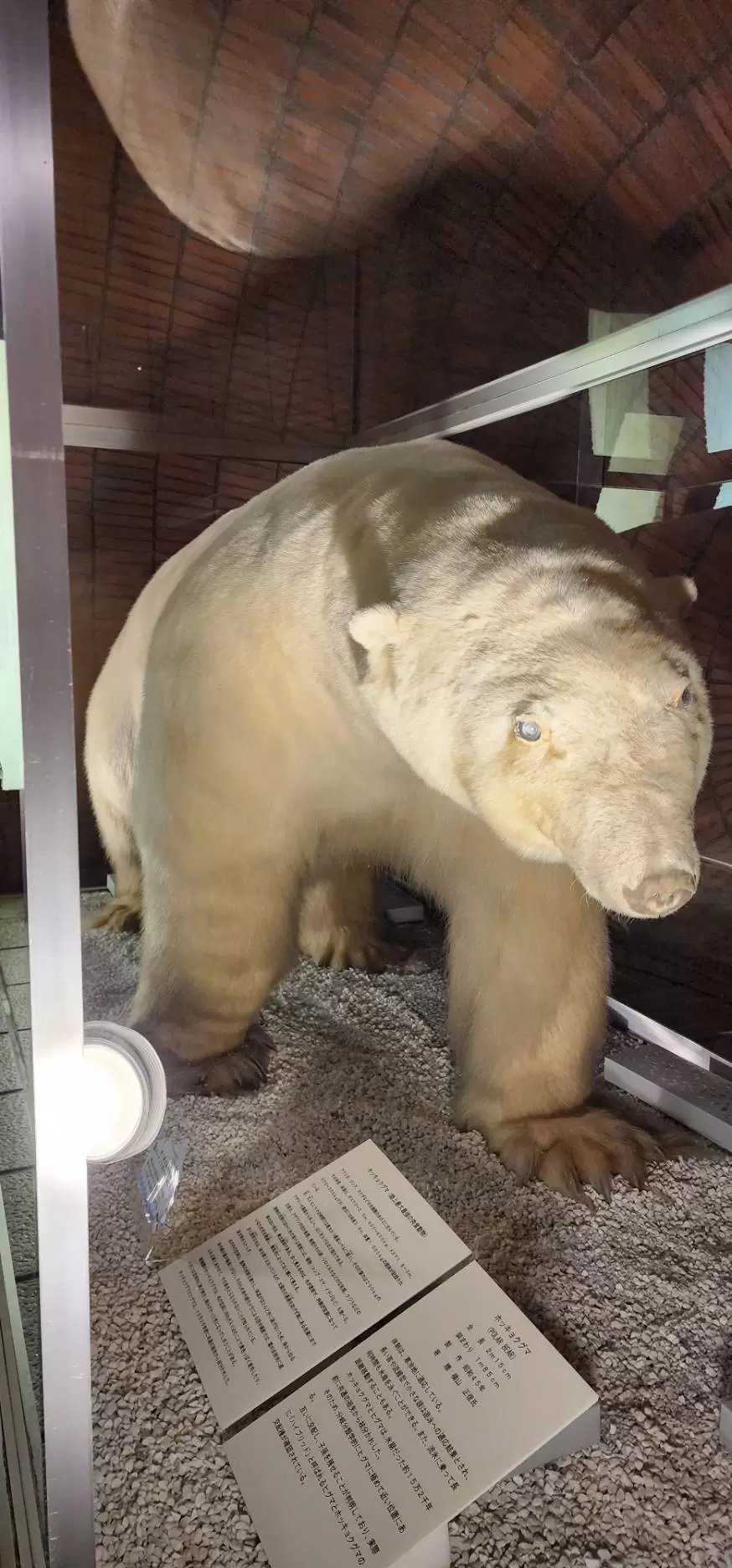 🏛️ 하코다테시 북양자료관 (하코다테시 호쿠요시료칸) 이미지 7